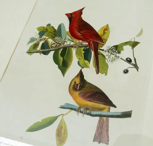 “Birds of Baseball,” a new exhibit in the Lally Reading Room in Schaffer Library, features original prints of John James Audubon's "Birds of America." The prints are paired with images of baseball teams mascots named after the corresponding birds. This includes&nbsp;Cardinal Grosbeak (Plate 159).
