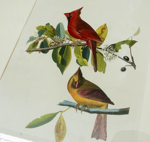 “Birds of Baseball,” a new exhibit in the Lally Reading Room in Schaffer Library, features original prints of John James Audubon's "Birds of America." The prints are paired with images of baseball teams mascots named after the corresponding birds. This includes Cardinal Grosbeak (Plate 159).