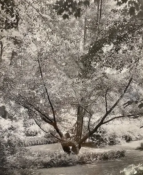When Isaac Jackson began to meticulously cultivate a garden on the College grounds in the mid-19th century, one of the exotic pieces he included was a small shrub of a ginkgo tree from Japan. A persistently hardy species that features fan-shaped leaves that burst into spectacular golden hues in autumn, the ginkgo is considered a living fossil as its origin dates back to the days of dinosaurs. Nearly two centuries after the ginkgo tree took root on campus, the striking specimen is the most distinctive elemen