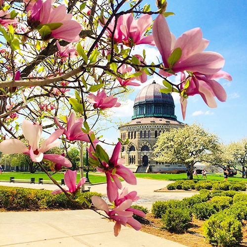 A spring view of the Nott Memorial