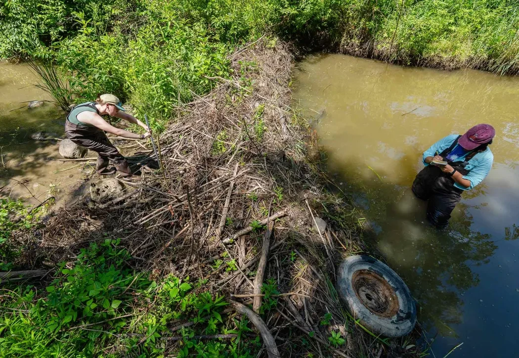 measuring beaver dam