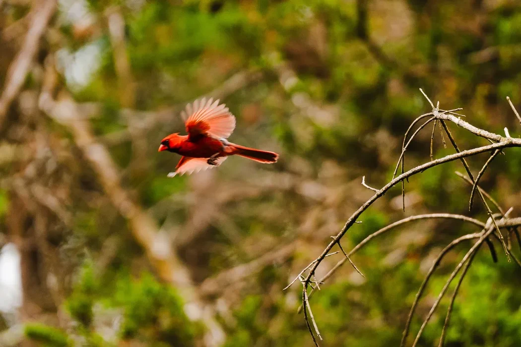 Red bird flies