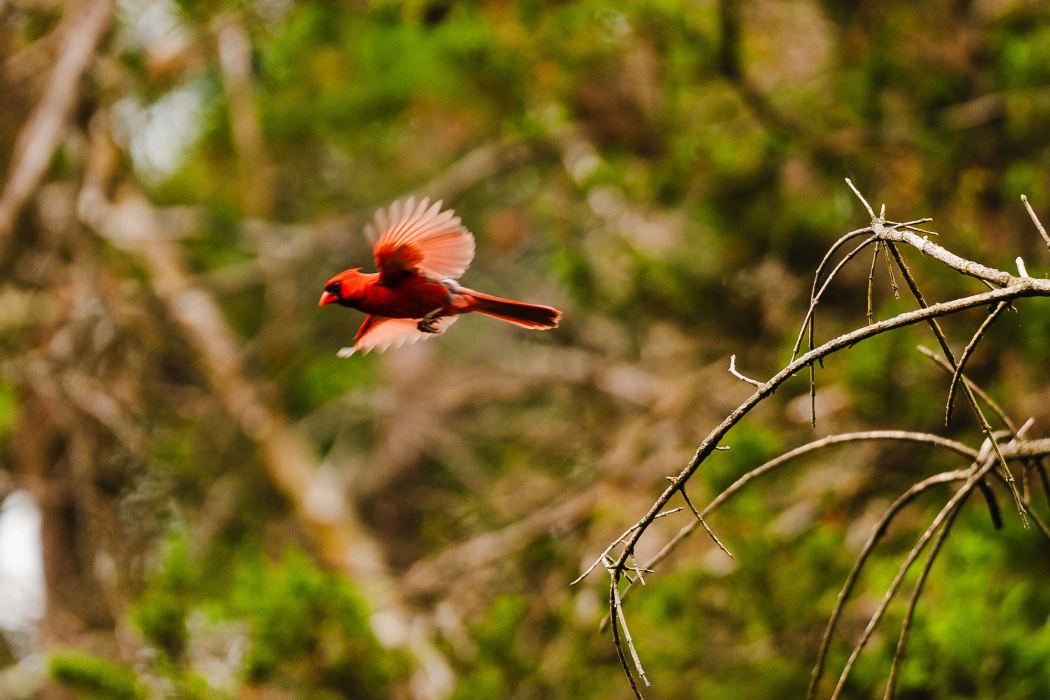 Red bird flies