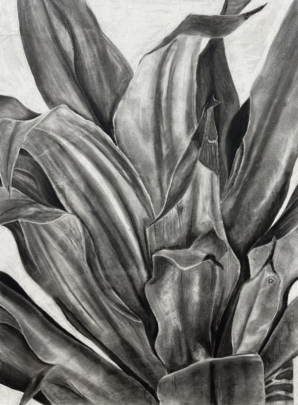 Plant Life, charcoal on paper