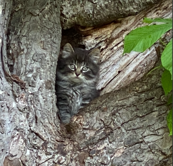 grey kitten sitting in a tree