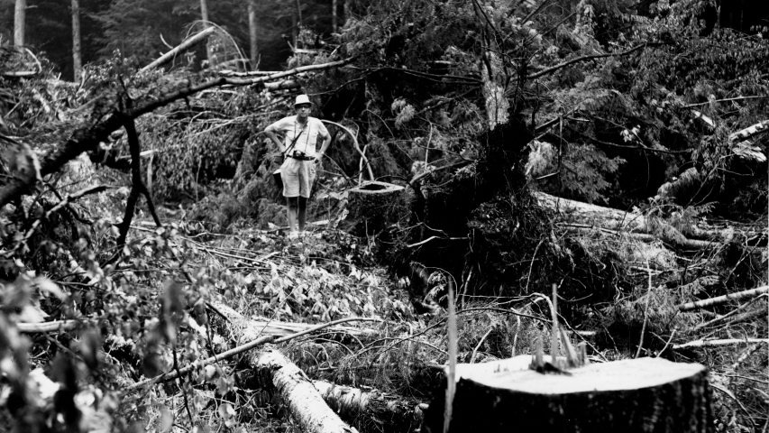 Tree cutting in Ashcraft Valley for the Northway. Big Pines Area.