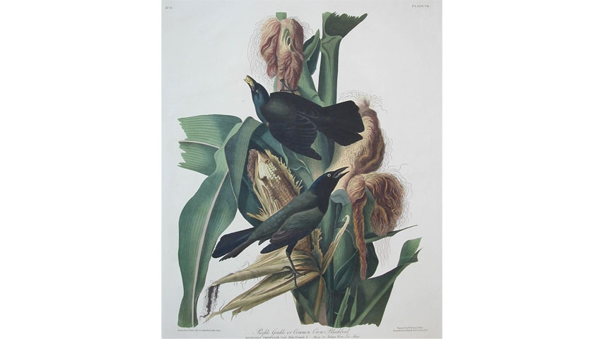Common Grackle (plate 7), Audubon’s birds of America