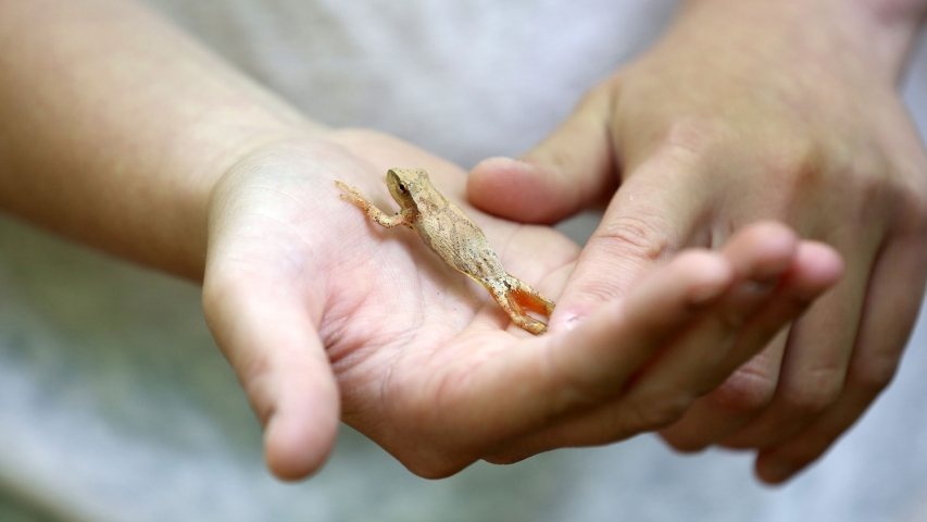 A spring peeper