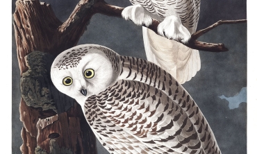 Owls of Audubon Image