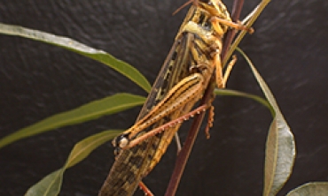 grasshopper