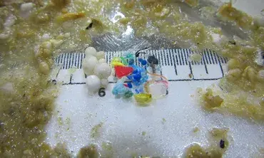 Microplastic pollution