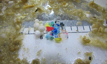 Microplastic pollution