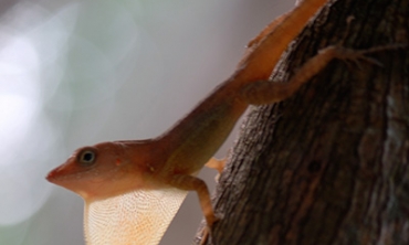 Jamaican gray anole