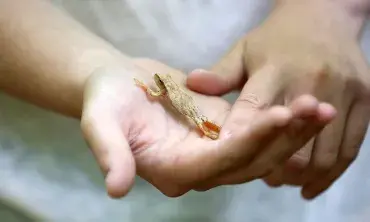 A spring peeper