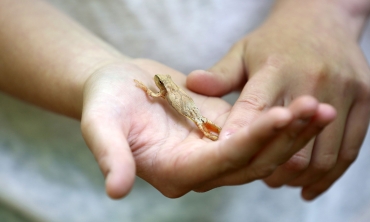 A spring peeper