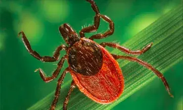 A close-up view of a deer tick