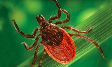 A close-up view of a deer tick