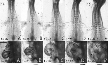 S-looping heart development in chicken embryo (By Sarah Bradner '14)