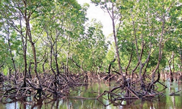 Kenyan mangrove