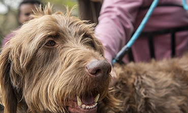 Sparky, the therapy dog