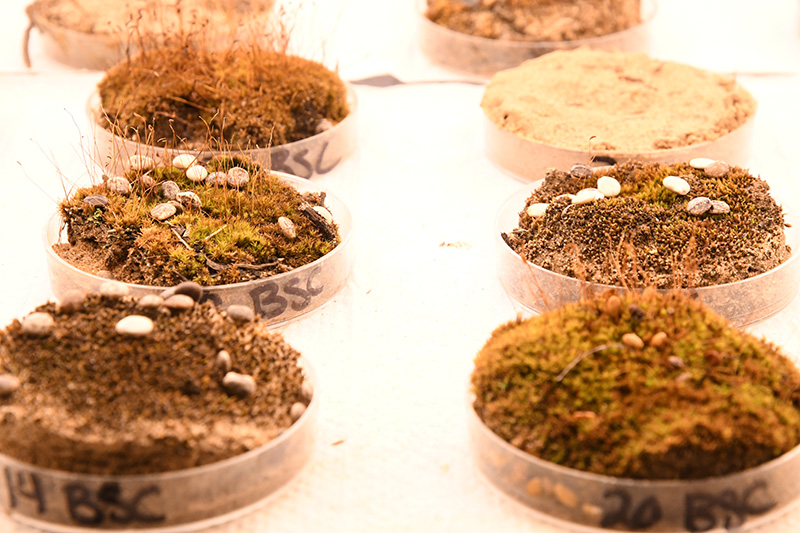 Soil samples from the Albany Pine Bush