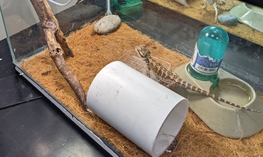A lizard in an aquarium